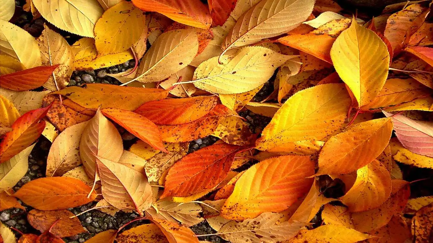 使用ShardingJdbc实现Mysql数据库主从复制