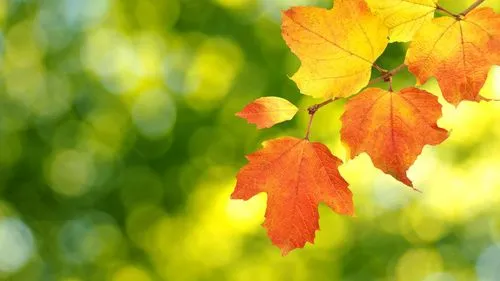 Spring是如何使用三级缓存来解决循环依赖问题？